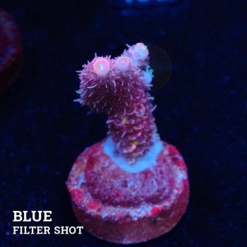Acropora Millepora 'Rosa