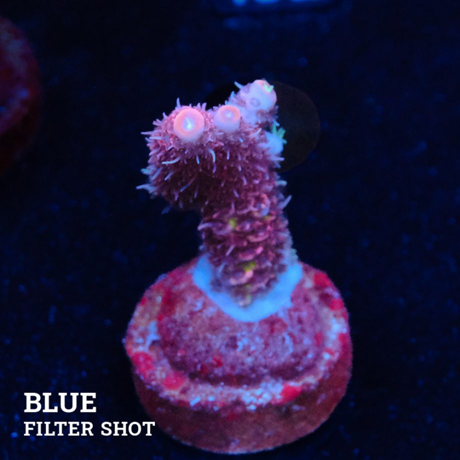 Acropora Millepora 'Rosa