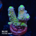 Acropora Gimmigera 'Fiji Blue'