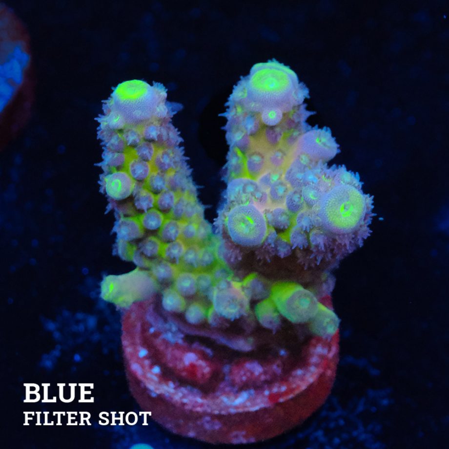 Acropora Gimmigera 'Fiji Blue'