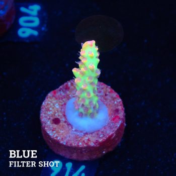 Acropora Microklados 'SSC'