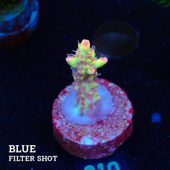 Acropora Microklados 'SSC'