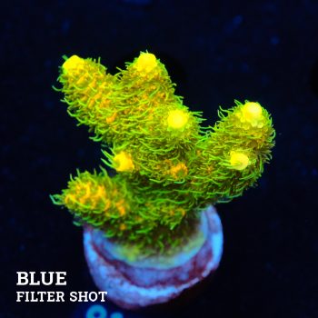 Acropora Millepora 'Yellow & Green'