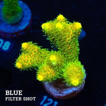 Acropora Millepora 'Yellow & Green'