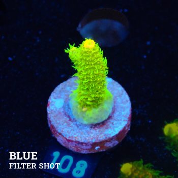 Acropora Millepora 'Yellow & Green'