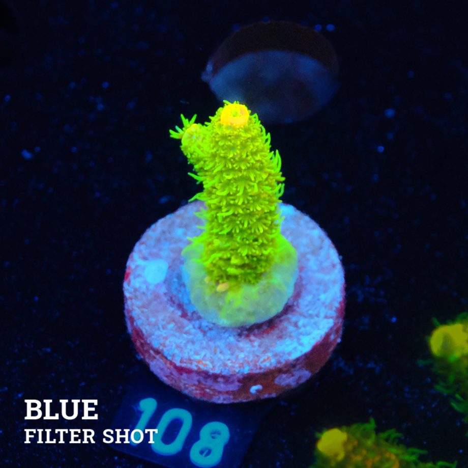 Acropora Millepora 'Yellow & Green'