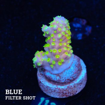 Acropora Gimmifera 'Rainbow' (Arco iris)