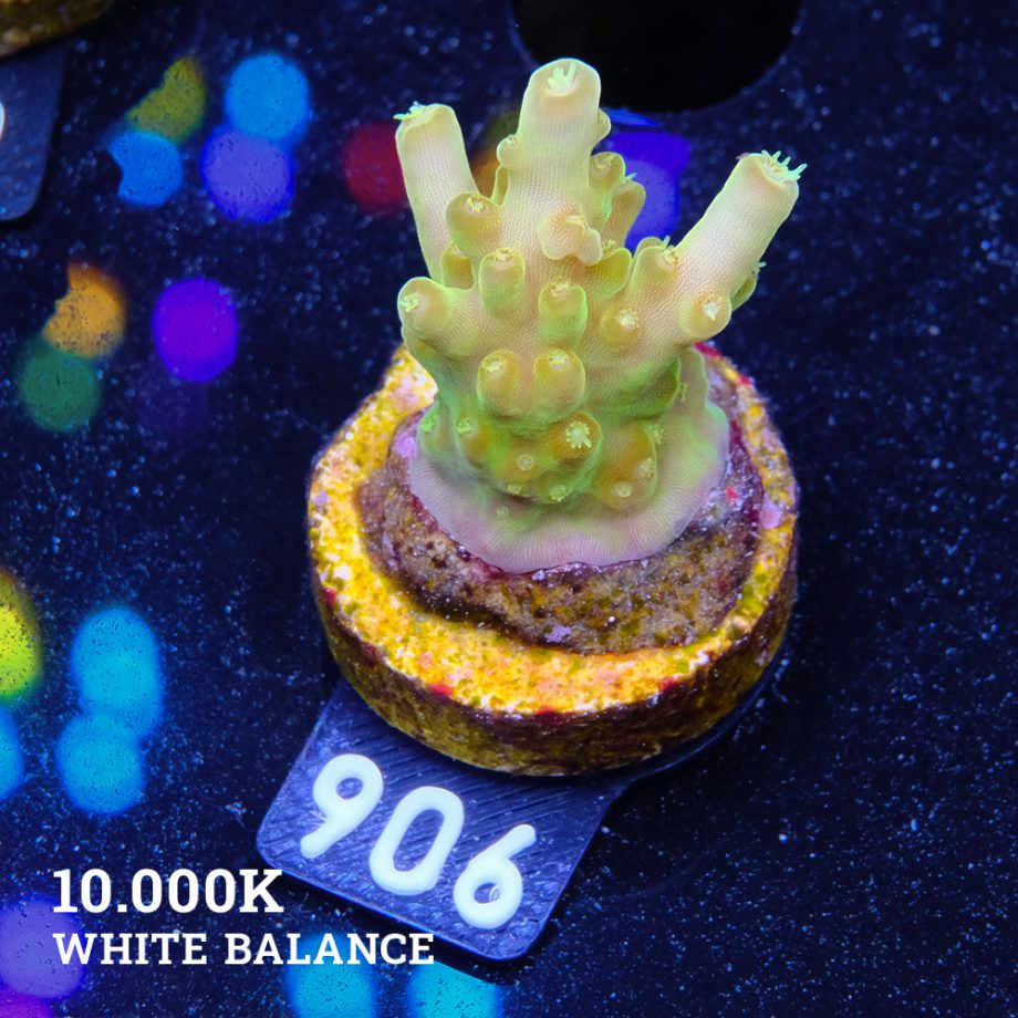 Acropora 'Greenish Jawdropper'