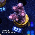 Acropora Millepora 'Pink Gradient'