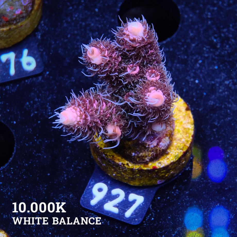 Acropora Millepora 'Pink Gradient'