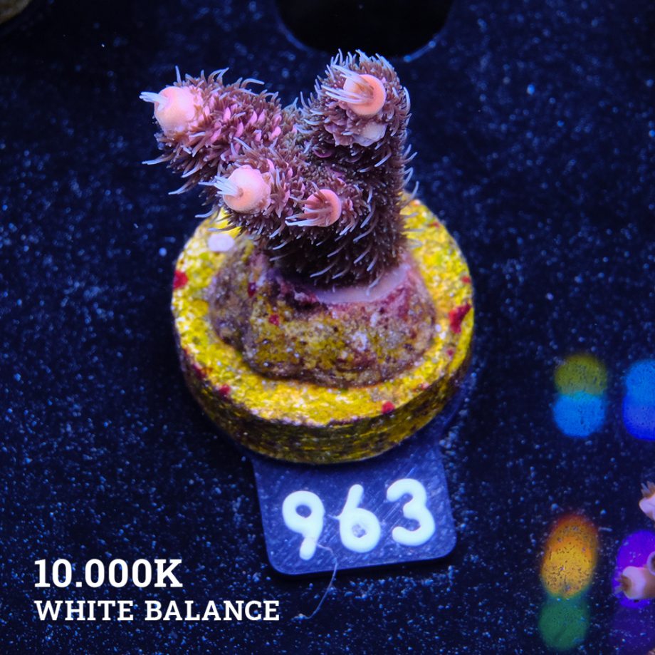 Acropora Millepora 'Pink Gradient'