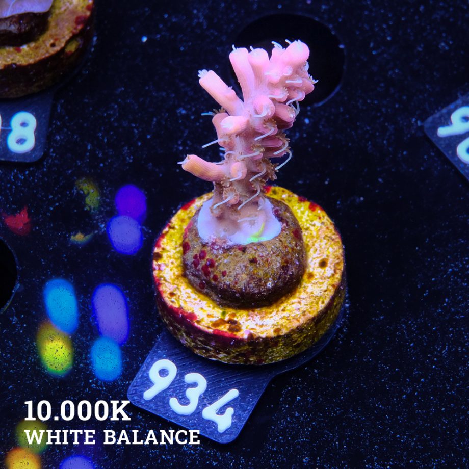 Acropora 'Confetti Ultra