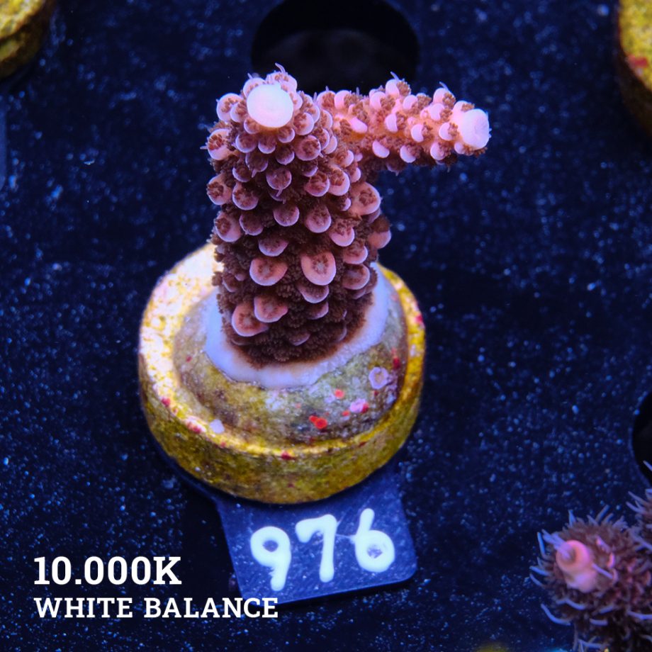 Acropora 'Fluo Bicolor II'
