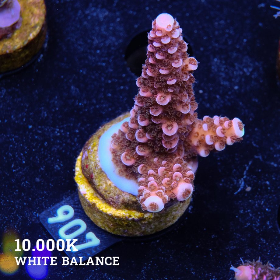Acropora 'Fluo Bicolor II'