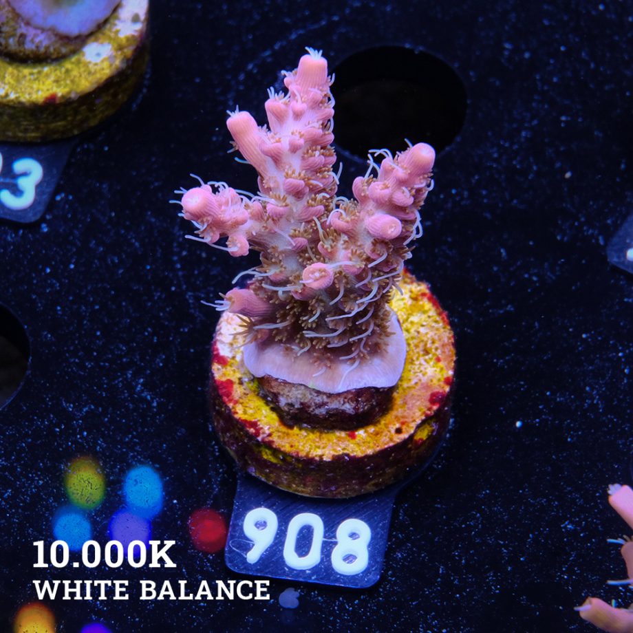 Acropora 'Confetti Ultra
