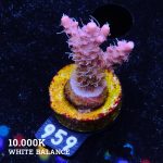 Acropora 'Confetti Ultra'