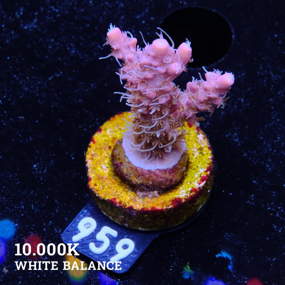 Acropora 'Confetti Ultra