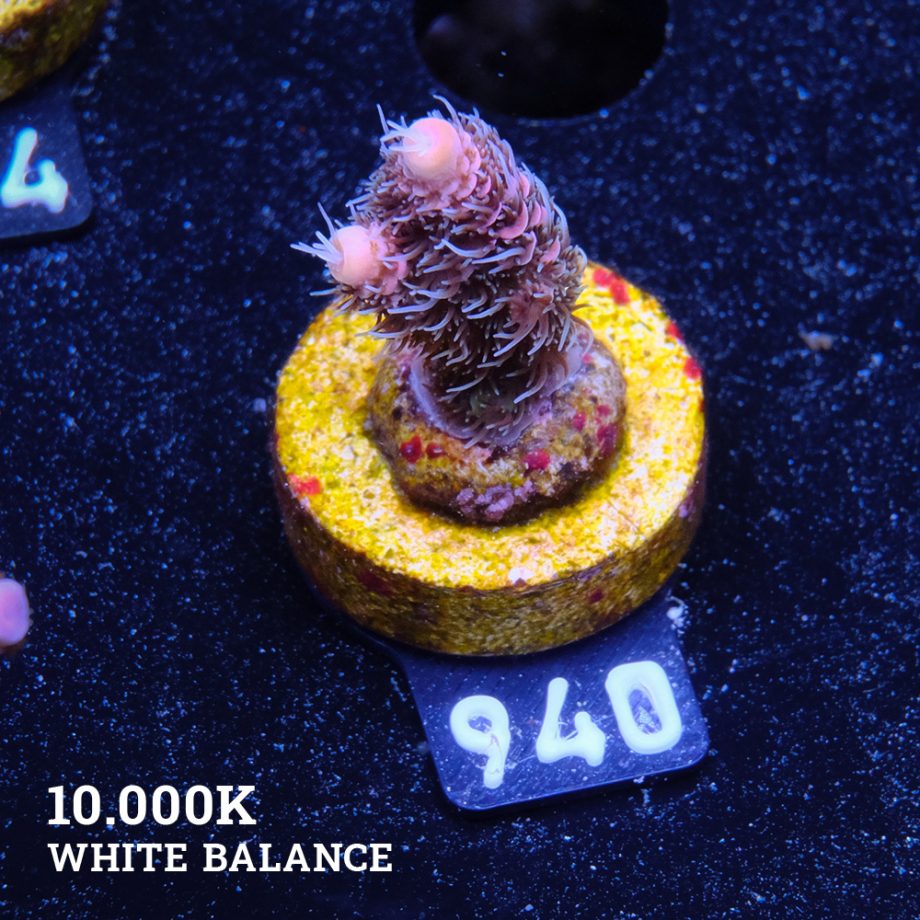 Acropora Millepora 'Pink Gradient'