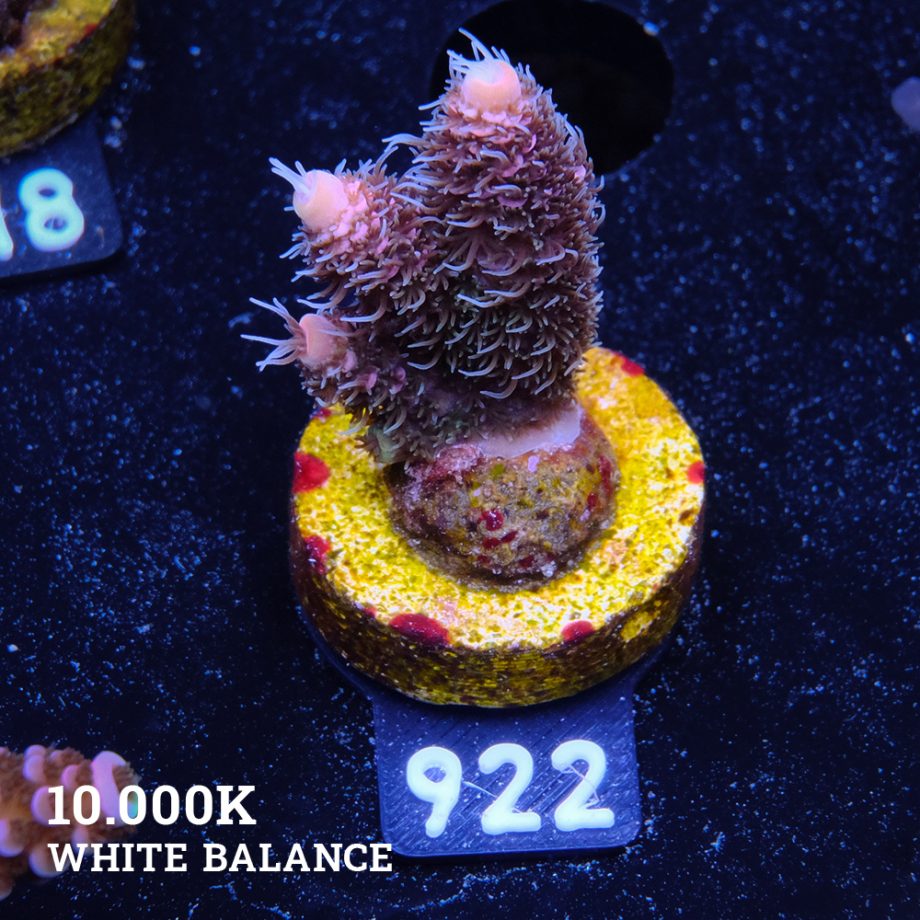 Acropora Millepora 'Pink Gradient'