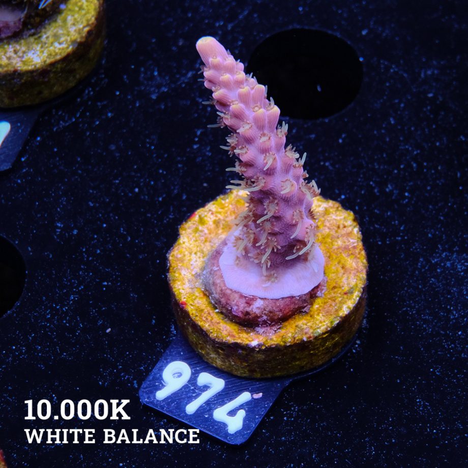 Acropora 'Rose & Yellow Tips'