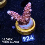 Acropora 'Fluo Bicolor II'