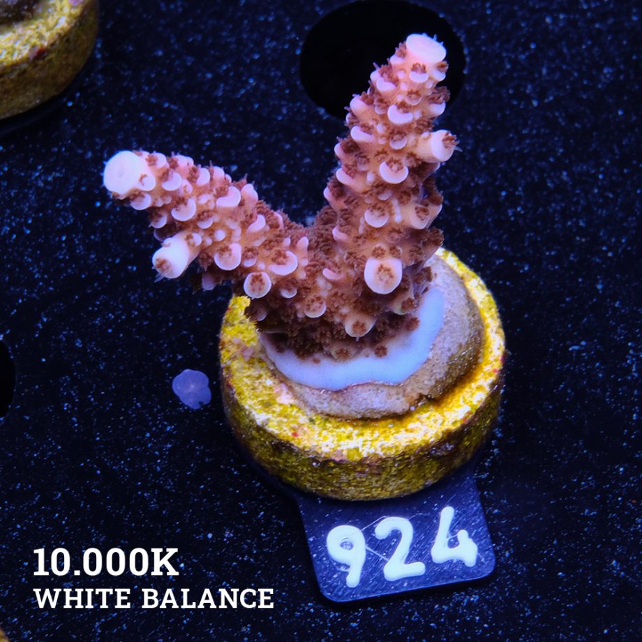 Acropora 'Fluo Bicolor II'