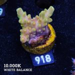 Acropora 'Greenish Jawdropper'