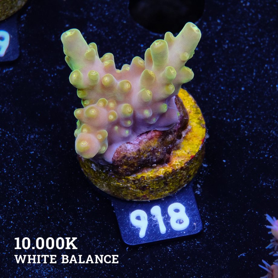 Acropora 'Greenish Jawdropper'