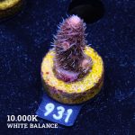 Acropora Millepora 'Pink Gradient'
