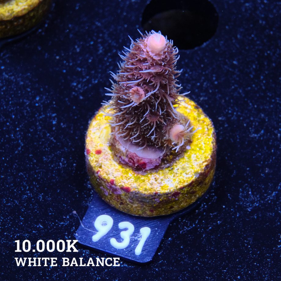 Acropora Millepora 'Pink Gradient'
