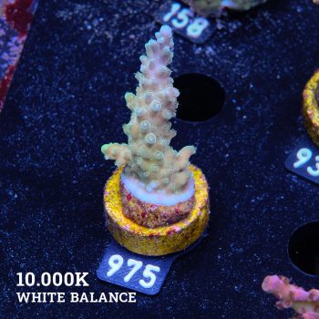 Acropora Staghorn 'Blue Tips'