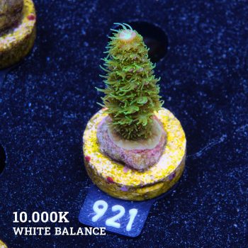 Acropora 'Hippies Cousin'