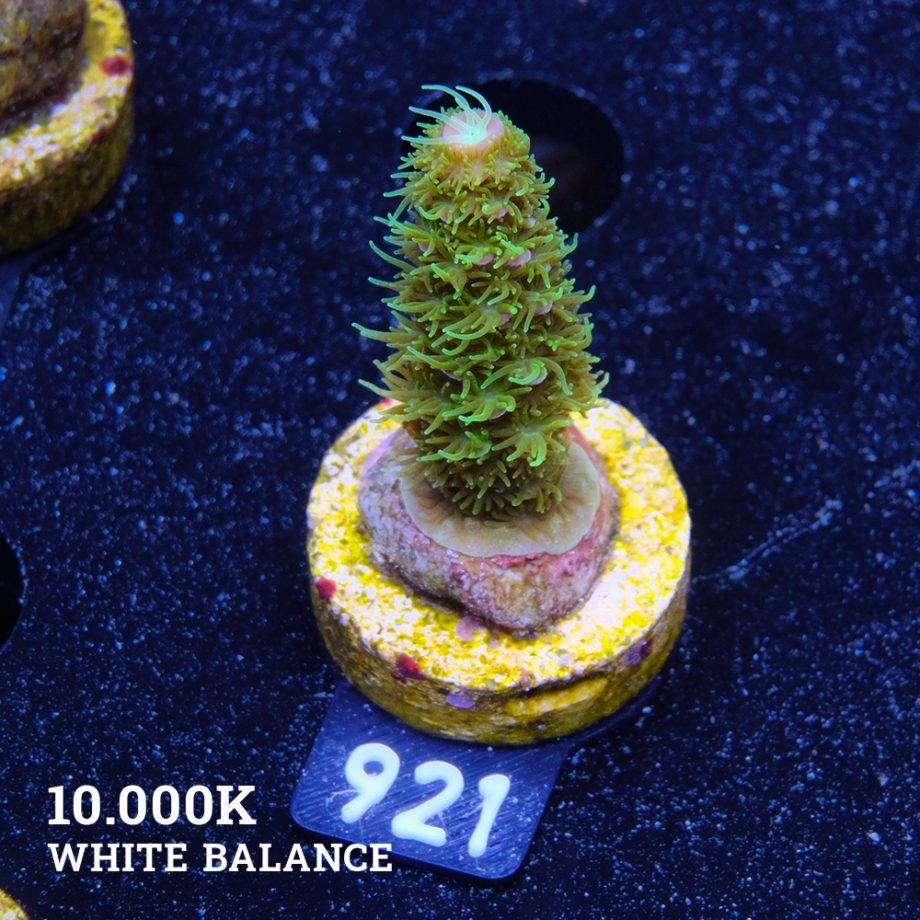 Acropora 'Hippies Cousin'