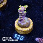 Acropora 'Purple & Yellow Tips'