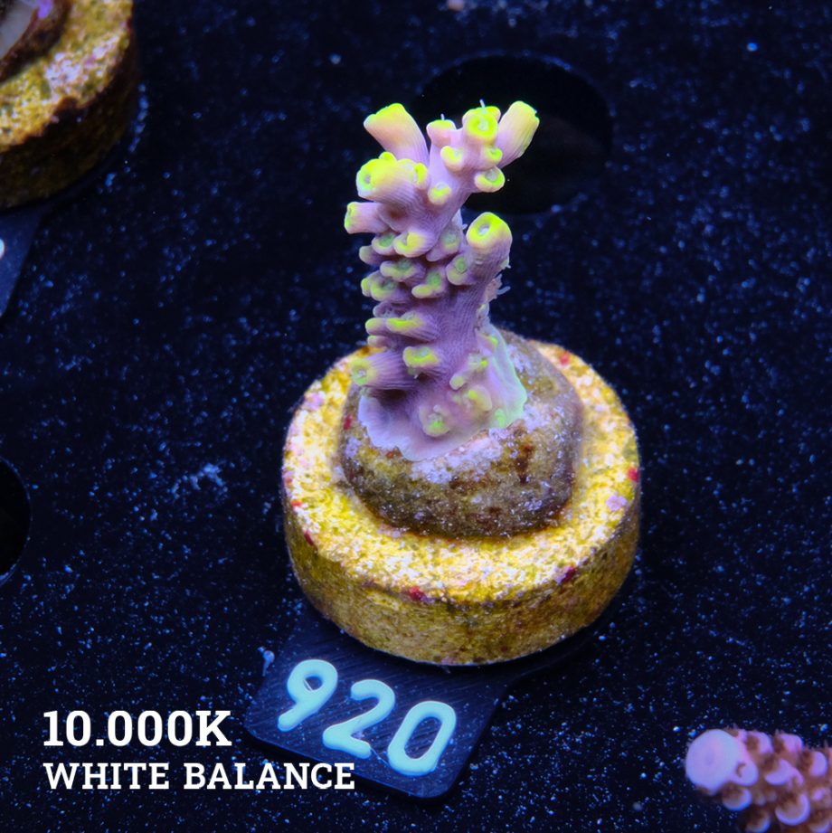 Acropora 'Purple & Yellow Tips'