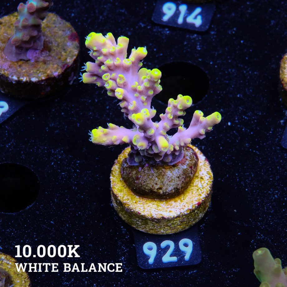 Acropora 'Purple & Yellow Tips'