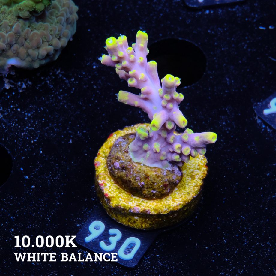 Acropora 'Purple & Yellow Tips'