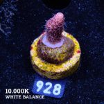 Acropora Millepora 'Pink'
