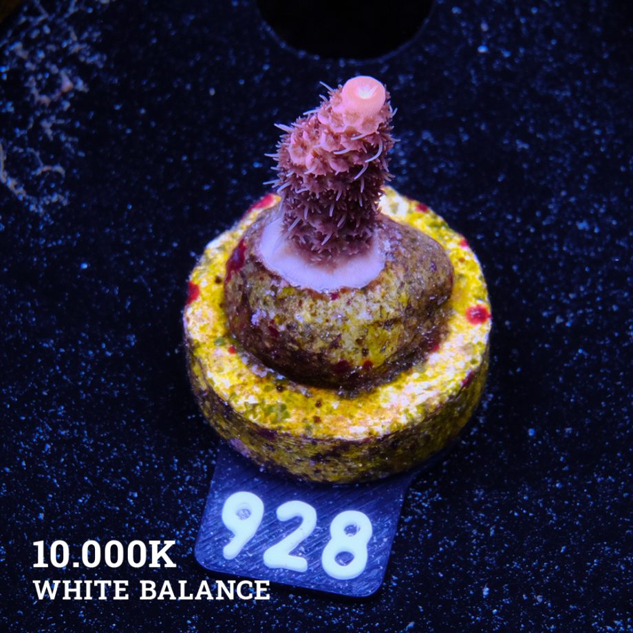 Acropora Millepora 'Rosa