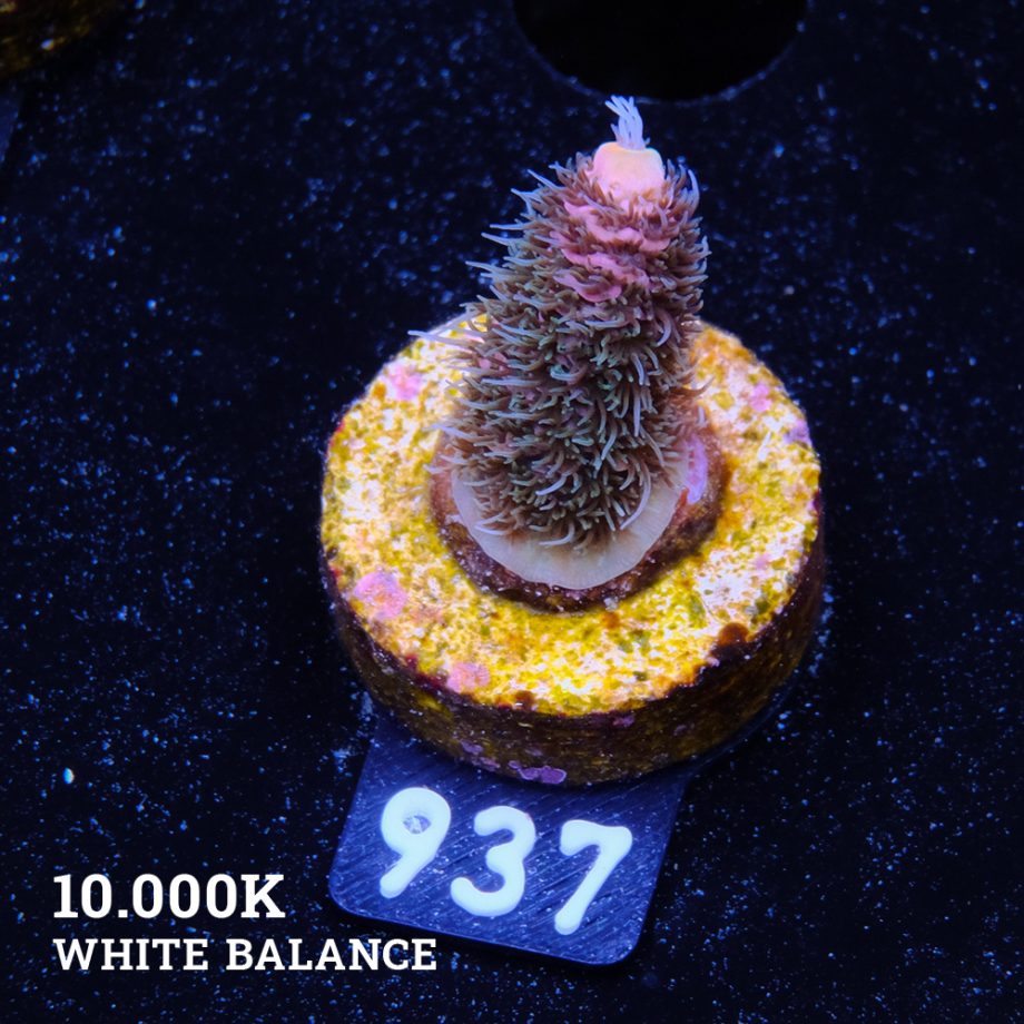 Acropora Millepora 'Pink Gradient'