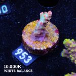 Acropora Microklados 'SSC'