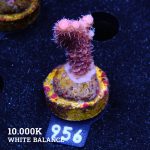 Acropora Millepora 'Pink'