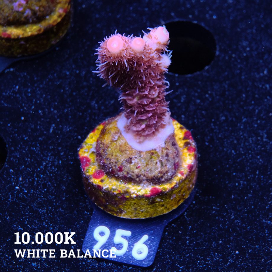 Acropora Millepora 'Rosa