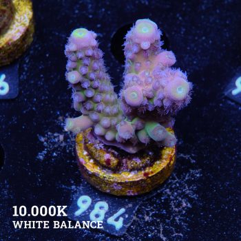 Acropora Gimmigera 'Fiji Blue'