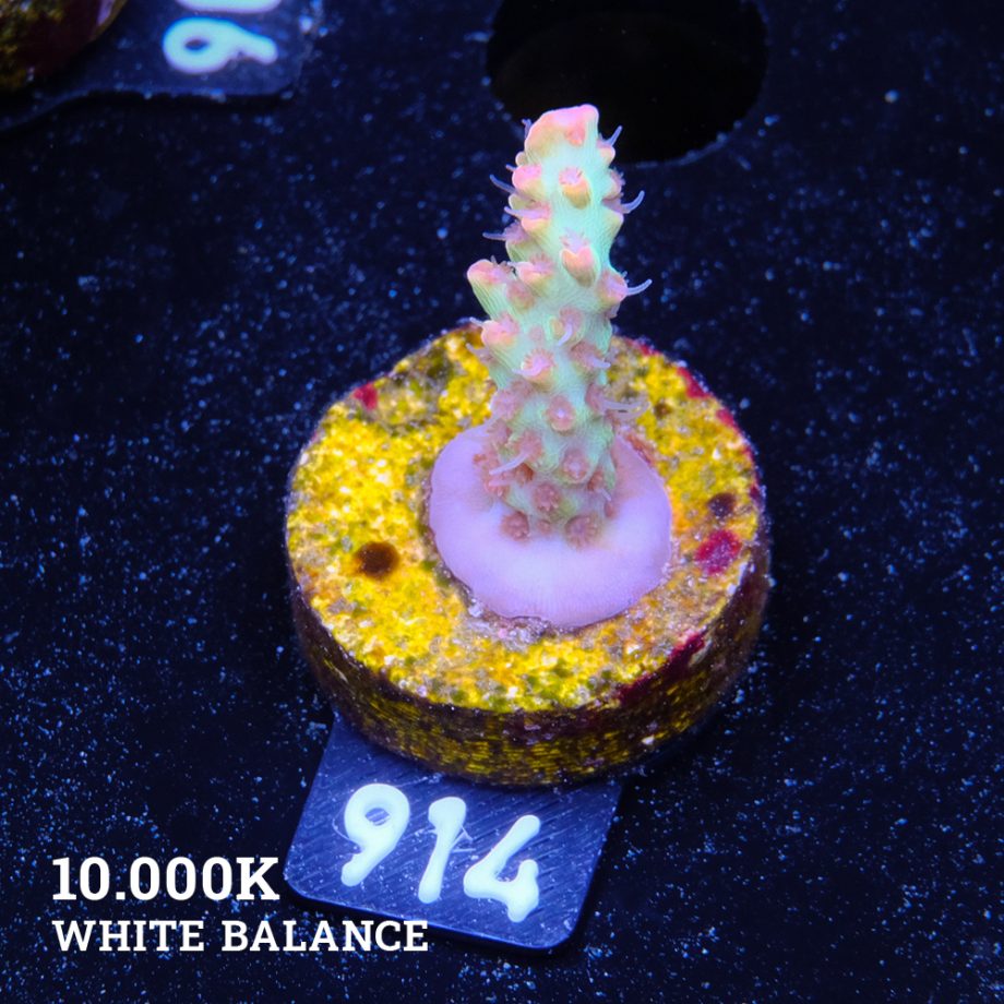 Acropora Microklados 'SSC'