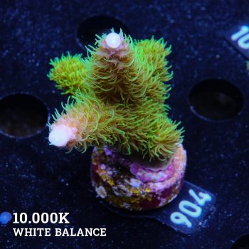 Acropora 'Hippies Cousin'