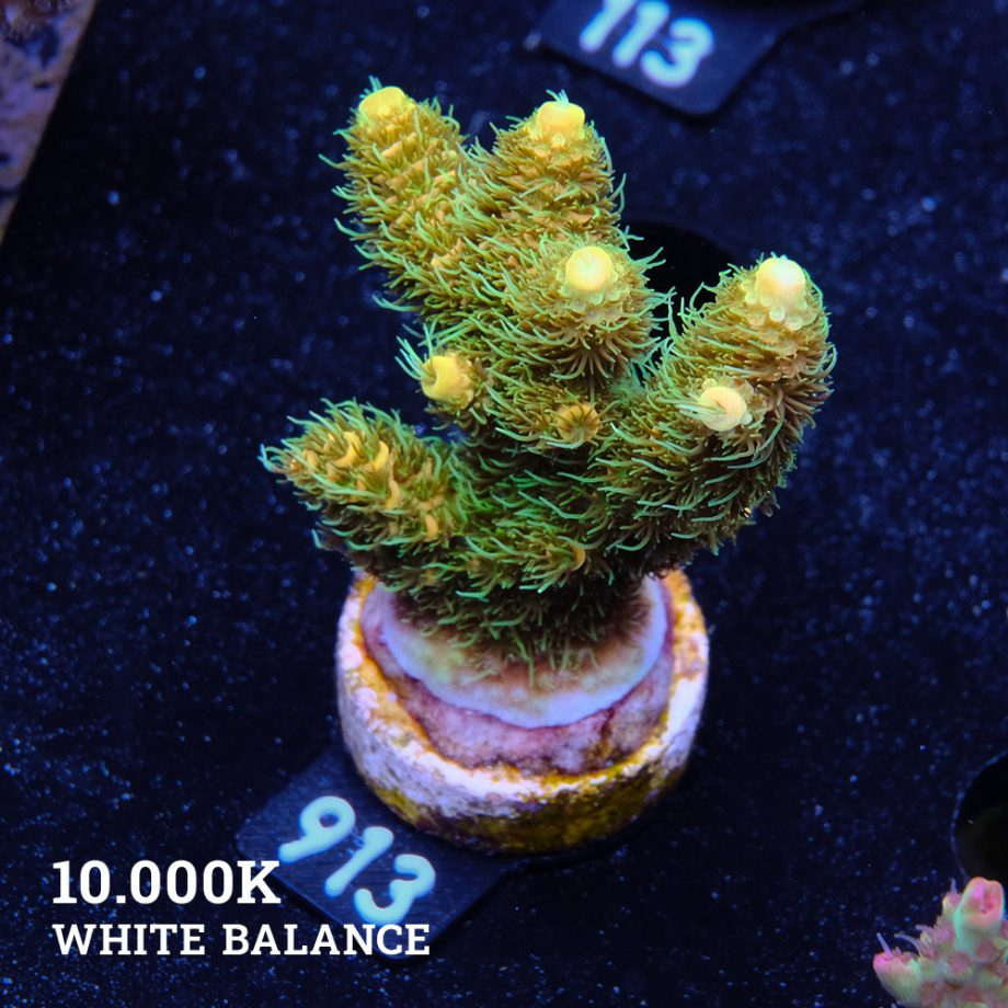 Acropora Millepora 'Yellow & Green'