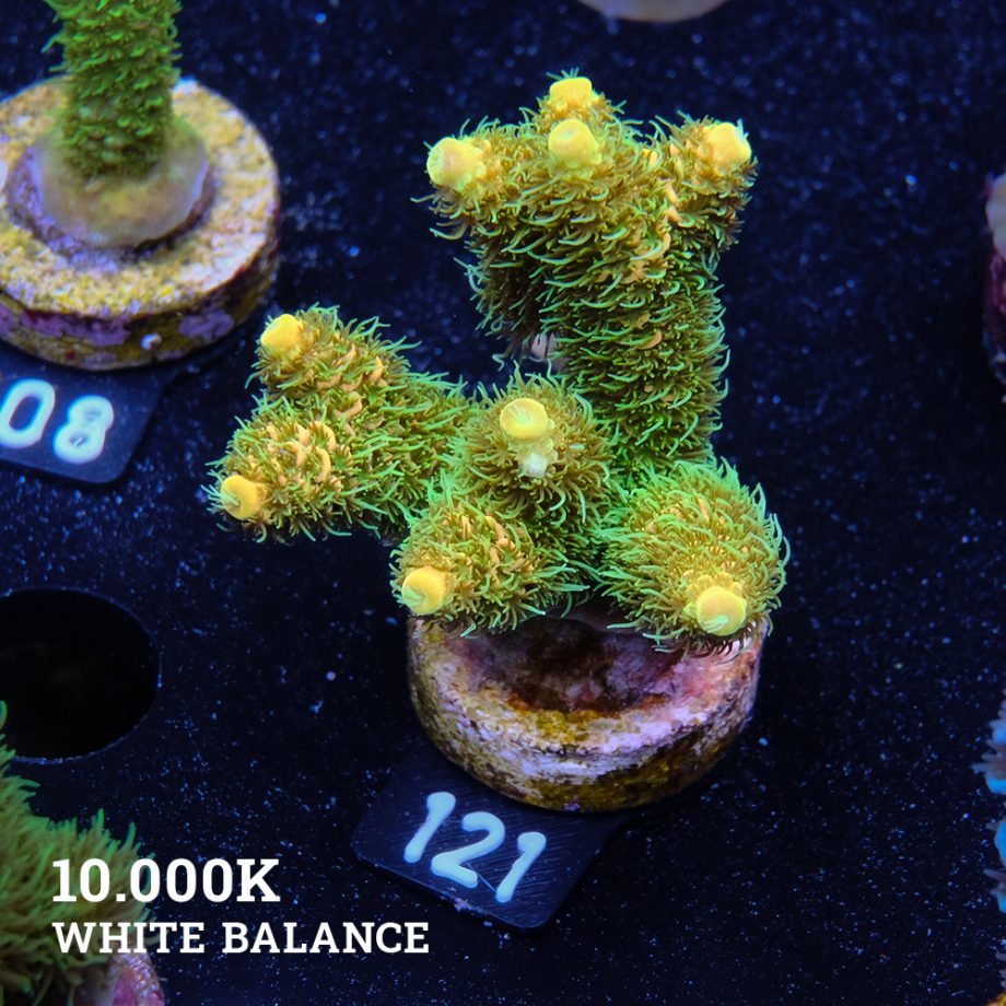 Acropora Millepora 'Yellow & Green'