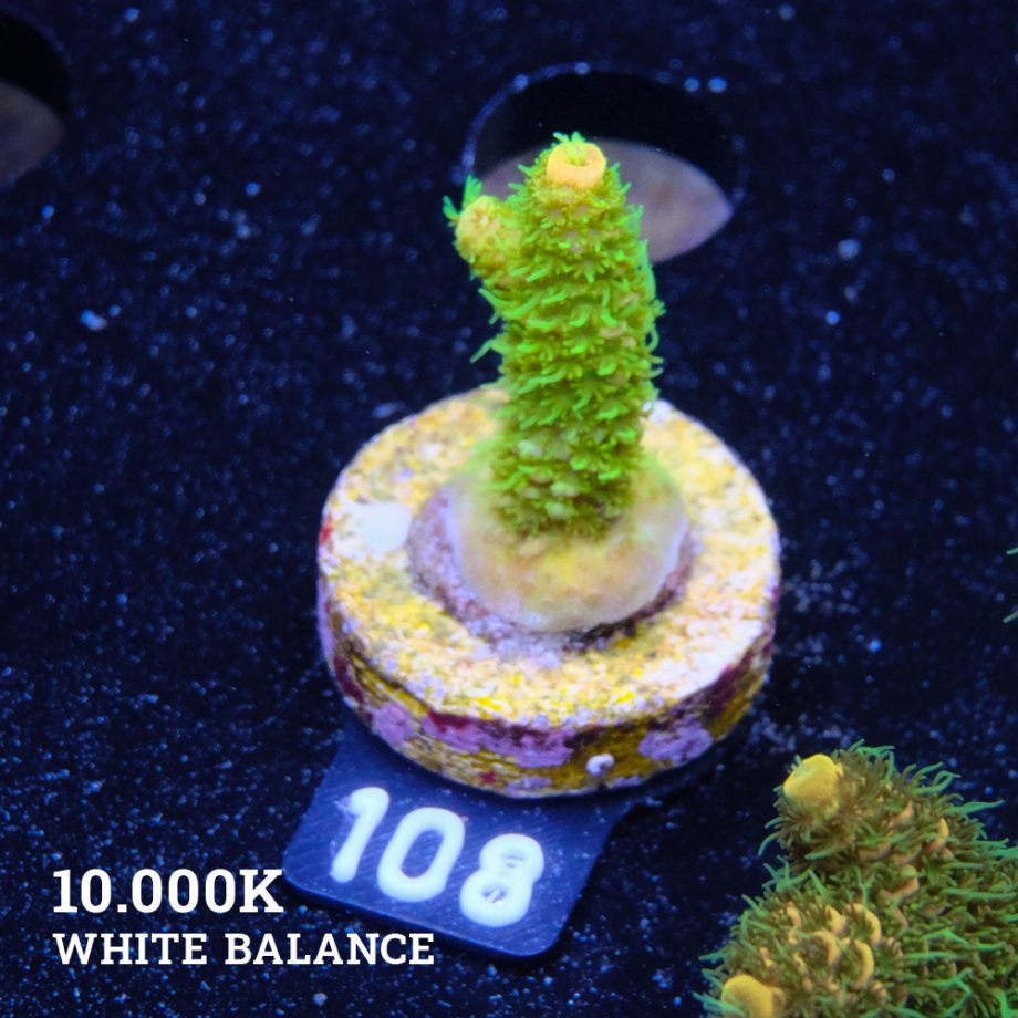 Acropora Millepora 'Yellow & Green'
