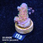 Acropora Gimmifera 'Rainbow'